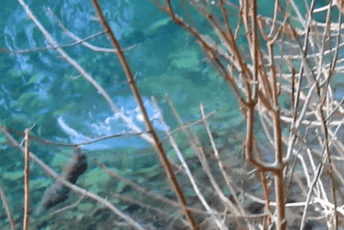 "Razigrane i vesele": Vidre snimljene u Biogradskom jezeru (VIDEO) "Razigrane i vesele": Vidre snimljene u Biogradskom jezeru (VIDEO)