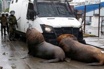Policija ih nije očekivala na blokadama: Protest ribara ‘podržali’ i morski lavovi Policija ih nije očekivala na blokadama: Protest ribara ‘podržali’ i morski lavovi