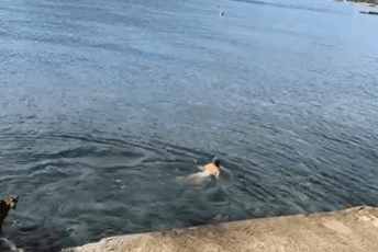 Na 14 stepeni: Novogodišnje kupanje u Herceg Novom Na 14 stepeni: Novogodišnje kupanje u Herceg Novom