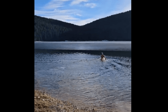 Januarsko kupanje na Crnom jezeru (VIDEO) Januarsko kupanje na Crnom jezeru (VIDEO)