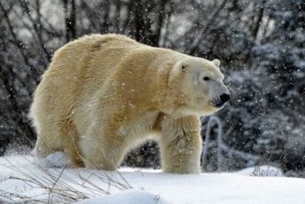 Zabilježen prvi slučaj u svijetu: Polarni medvjed uginuo od ptičjeg gripa Zabilježen prvi slučaj u svijetu: Polarni medvjed uginuo od ptičjeg gripa