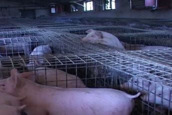 Radnici upali u septičku jamu na svinjskoj farmi u Sjevernoj Makedoniji, jedan poginuo Radnici upali u septičku jamu na svinjskoj farmi u Sjevernoj Makedoniji, jedan poginuo