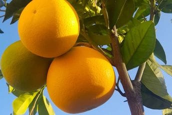 Ako uzgajate citruse, možda je vrijeme da ih zaštitite Ako uzgajate citruse, možda je vrijeme da ih zaštitite