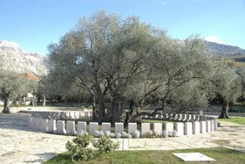 Ne umire Stara maslina, mi je ubijamo… Ne umire Stara maslina, mi je ubijamo…