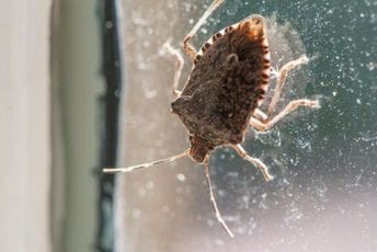 Smrdljivi martini "okupirali" automobile: Vraćen brod sa hiljadama novih vozila Smrdljivi martini "okupirali" automobile: Vraćen brod sa hiljadama novih vozila