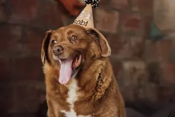 Ginis suspendovao rekord: Dok se ne provjeri, Bobi više nije najstariji pas Ginis suspendovao rekord: Dok se ne provjeri, Bobi više nije najstariji pas