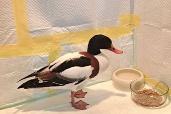 CZIP: Bahatost krivolovaca – igrica bez granica, na meti vrsta ptice zaštićena na nacionalnom i međunarodnom nivou CZIP: Bahatost krivolovaca – igrica bez granica, na meti vrsta ptice zaštićena na nacionalnom i međunarodnom nivou