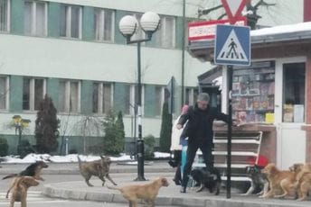 Rožaje: Čopori pasa na ulicama, Opština priznaje nema rješenje Rožaje: Čopori pasa na ulicama, Opština priznaje nema rješenje