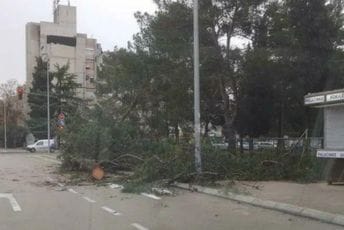 Vjetar iščupao stablo na Zabjelu Vjetar iščupao stablo na Zabjelu