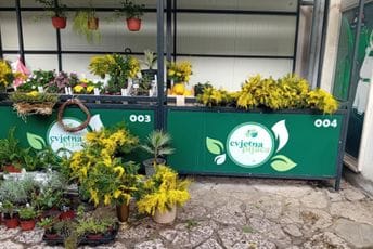 Vujnović: U Boki sve manje stabala mimoze, prijeti joj iščezavanje Vujnović: U Boki sve manje stabala mimoze, prijeti joj iščezavanje