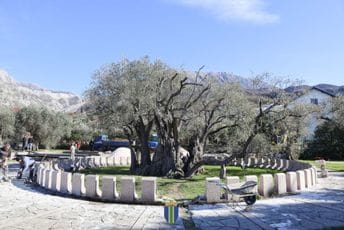 Bar: Raičević sa saradnicima obišao Staru maslinu, radovi teku planiranom dinamikom Bar: Raičević sa saradnicima obišao Staru maslinu, radovi teku planiranom dinamikom