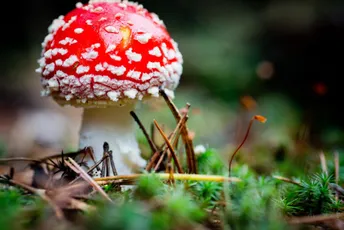 EU finansira studiju o "čarobnim pečurkama": Pokazale su se obećavajućim kod ljudi sa depresijom, rakom... EU finansira studiju o "čarobnim pečurkama": Pokazale su se obećavajućim kod ljudi sa depresijom, rakom...