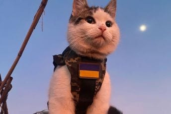 "Ratne mačke": Emocionalna podrška i prijatelji borbi protiv Rusije "Ratne mačke": Emocionalna podrška i prijatelji borbi protiv Rusije