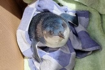 Na Novom Zelandu avio-saobraćaj bio u prekidu zbog mladunčeta pingvina na pisti Na Novom Zelandu avio-saobraćaj bio u prekidu zbog mladunčeta pingvina na pisti