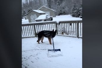 (VIDEO) Pas koji čisti snijeg hit na društvenim mrežama (VIDEO) Pas koji čisti snijeg hit na društvenim mrežama