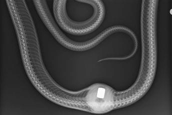 Operacija uspjela, pacijent se oporavlja: U zmiji našli – kuglu ručke mjenjača Operacija uspjela, pacijent se oporavlja: U zmiji našli – kuglu ručke mjenjača