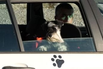 Taksi za kućne ljubimce na ulicama Podgorice: Miloš Asanović odlučan da pomogne u prevozu krznenih prijatelja Taksi za kućne ljubimce na ulicama Podgorice: Miloš Asanović odlučan da pomogne u prevozu krznenih prijatelja