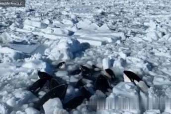 Japan: Kitovi ubice zarobljeni u rupi u ledu, niko im ne može pomoći (VIDEO) Japan: Kitovi ubice zarobljeni u rupi u ledu, niko im ne može pomoći (VIDEO)