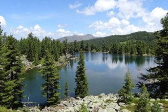 Ugrožene šume u NP Prokletije, obaviješteno i Specijalno tužilaštvo Ilustracija