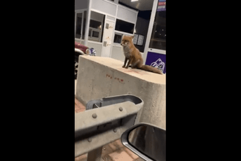 (VIDEO) Lisica dočekuje putnike na auto-putu (VIDEO) Lisica dočekuje putnike na auto-putu