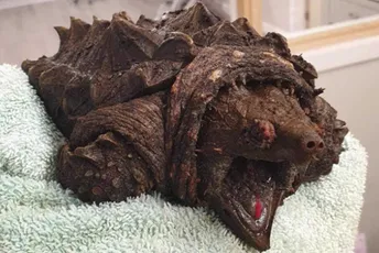 U Engleskoj pronađena opasna kornjača koja može da pregrize kost U Engleskoj pronađena opasna kornjača koja može da pregrize kost