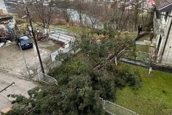 Nevrijeme oborilo stablo u Bijelom Polju: Palo na ulicu, pored stambenog objekta Nevrijeme oborilo stablo u Bijelom Polju: Palo na ulicu, pored stambenog objekta