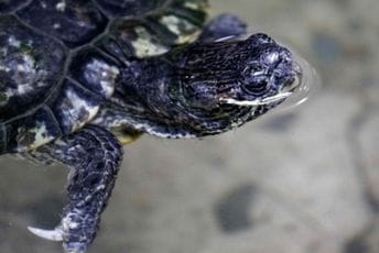 Pomor glavatih kornjača u Jadranu, stradale zbog jakog vjetra