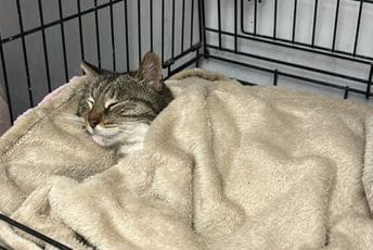 Kotor: Jedna od omiljenih mačaka iz Starog grada tri puta upucana iz vazdušne puške Kotor: Jedna od omiljenih mačaka iz Starog grada tri puta upucana iz vazdušne puške