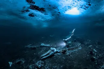 Impresivni radovi: Ovo su najbolje fotografije nastale ispod vode