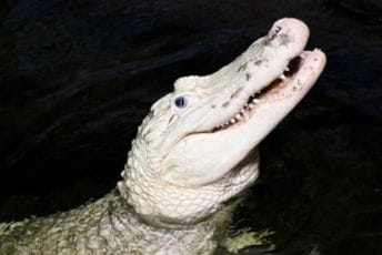 Veterinari iz stomaka krokodila izvadili 70 kovanica