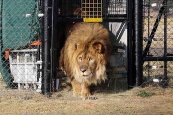 Čuvar u zoo vrtu stradao kada ga je napao lav kojeg je hranio devet godina