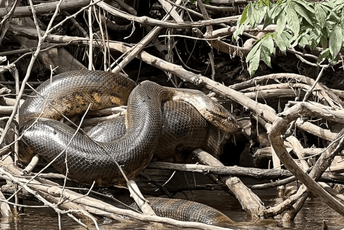 U Amazonu pronađena nova vrsta gigantske zmije