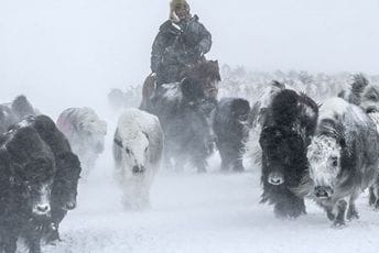 Ekstremna zima u Mongoliji: Uginulo više od dva miliona životinja