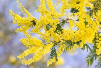Mimoza: Invazivna žuta ljepotica, prirodni izvor azotne ishrane bilja