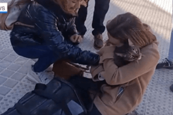 Valensija: Nakon osam dana pronašli živog mačka na zgarištu zgrade