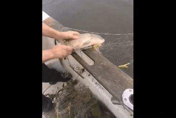 Zaplijenili 30 ribolovnih mreža u Skadarskom jezeru Zaplijenili 30 ribolovnih mreža u Skadarskom jezeru