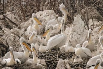 Skadarsko jezero: Ovo ostrvo je postalo kolonija pelikana, tamo ih je gotovo 250