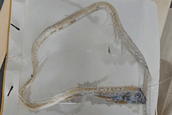 U Jadranu pronađena rijetka riba "pojas" U Jadranu pronađena rijetka riba "pojas"