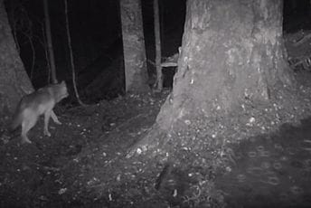 Simbol divljine i prirode: Vuk snimljen u NP Biogradska gora Simbol divljine i prirode: Vuk snimljen u NP Biogradska gora