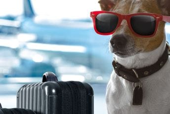 Jedna avio-kompanija najavila da će dopustiti mačkama i psima da lete u kabinama uz svoje vlasnike Ilustracija