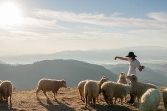 Balkanska država otvorila školu za čobane: Veliko interesovanje polaznika Balkanska država otvorila školu za čobane: Veliko interesovanje polaznika