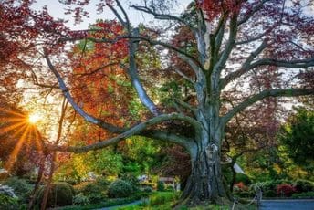 Ovo je Evropsko drvo godine: Nagrada opet ide u Poljsku Ovo je Evropsko drvo godine: Nagrada opet ide u Poljsku