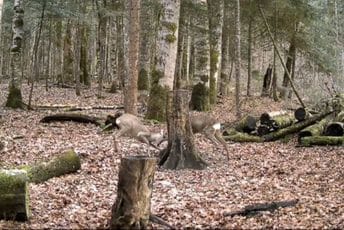 Krivične prijave protiv tri Beranca zbog nelegalne gradnje i šumske krađe u zoni NP Biogradska gora