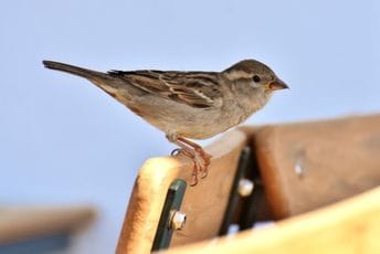 Ugroženi u Evropi: Ornitolog otkriva da li je vrabaca sve manje i u Crnoj Gori