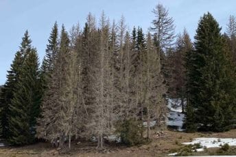 Jasavić: Država da se hitno uključi u borbu protiv potkornjaka Arhiva