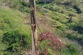 Berane: Vandali polomili tek zasađene crvenolisne šljive Berane: Vandali polomili tek zasađene crvenolisne šljive