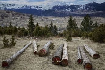 VDT moralo da urgira da se ispita sječa na Durmitoru VDT moralo da urgira da se ispita sječa na Durmitoru