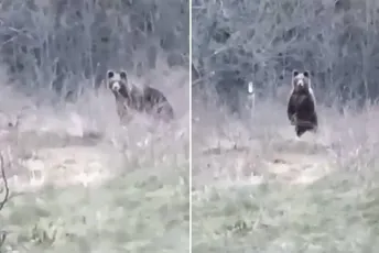 (VIDEO) Pogledajte simpatični snimak na kojem Bosanac doziva medvjeda: Ručaj medo, neće tebe Pavo dirati