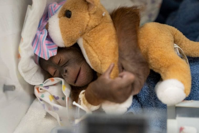 Na Floridi rođeno mladunče ugrožene vrste bornejskog orangutana Na Floridi rođeno mladunče ugrožene vrste bornejskog orangutana