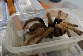 Švercovali zaštićene vrste: U Francuskoj zaplijenjeno hiljadu crnih udovica, stotinjak tarantula, zmija... Švercovali zaštićene vrste: U Francuskoj zaplijenjeno hiljadu crnih udovica, stotinjak tarantula, zmija...